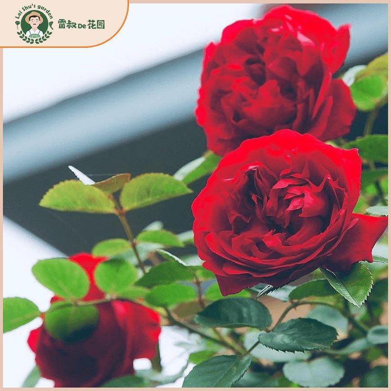 雷叔的花园佛罗仑蒂娜月季花苗正红色爬藤拱门围墙花栏造型盆栽地,淘宝优惠券,粉丝福利购,淘宝优惠卷