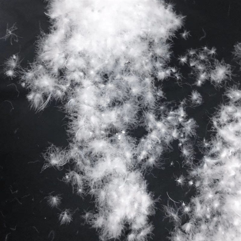 工厂散装(3两制)精洗大朵白鹅绒羽绒服被枕芯填充成品羽绒,淘宝优惠券,粉丝福利购,淘宝优惠卷