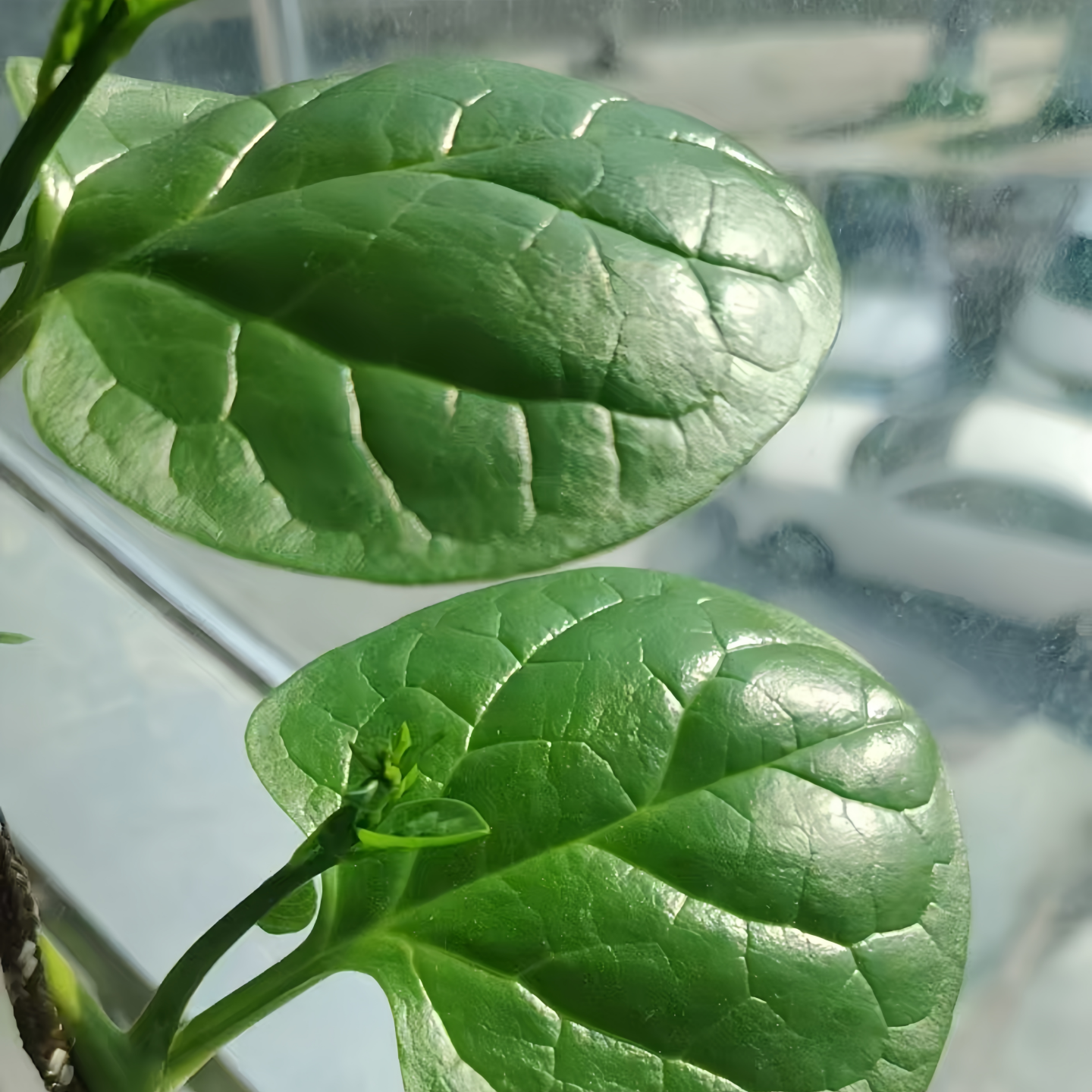 大叶木耳菜苗爬藤青菜秧四季阳台盆栽蔬菜种苗高产易种植圆叶肉厚,淘宝优惠券,粉丝福利购,淘宝优惠卷