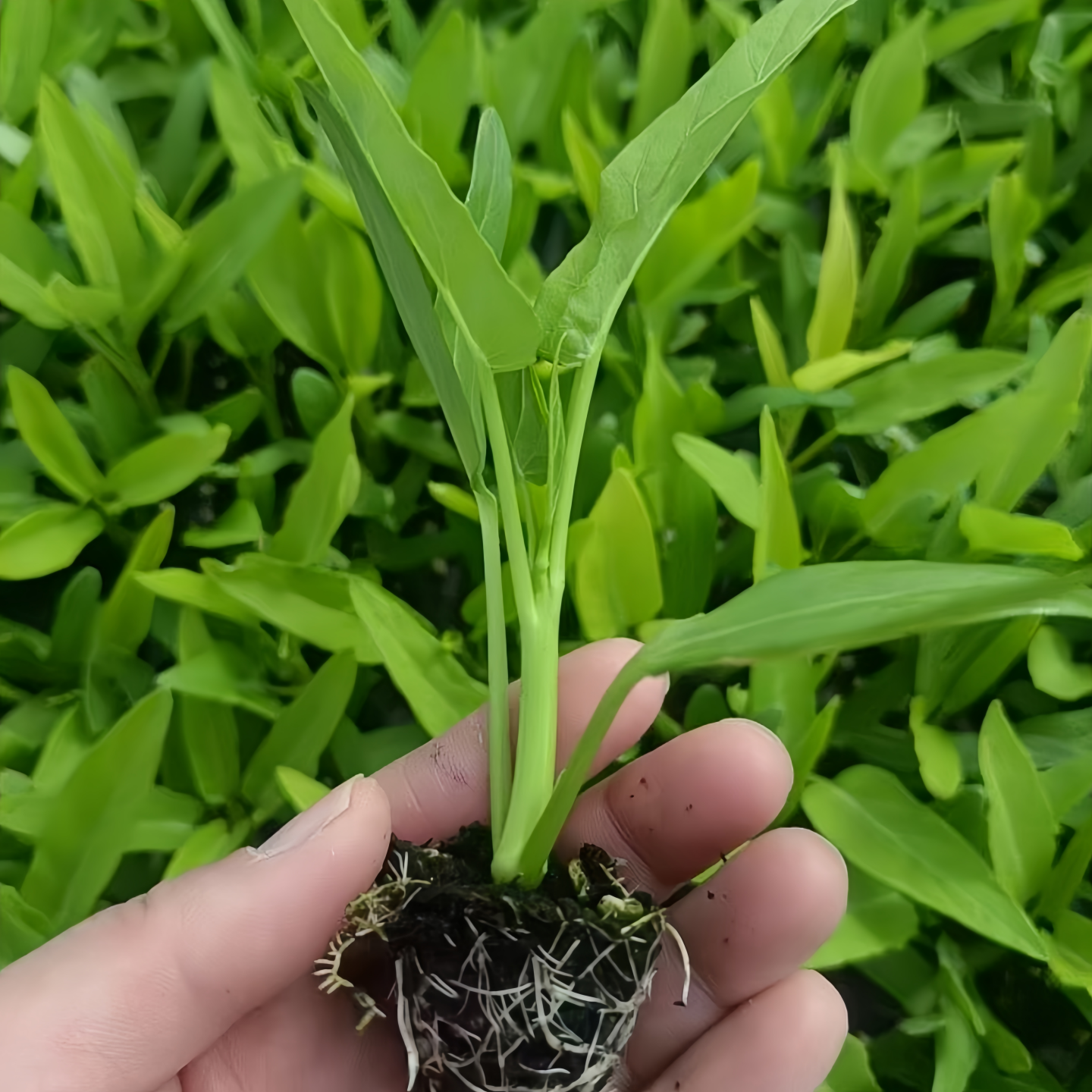 四季小叶空心菜苗种子秧苗菜苗高产多次采收南方阳台盆栽蔬菜种籽,淘宝优惠券,粉丝福利购,淘宝优惠卷