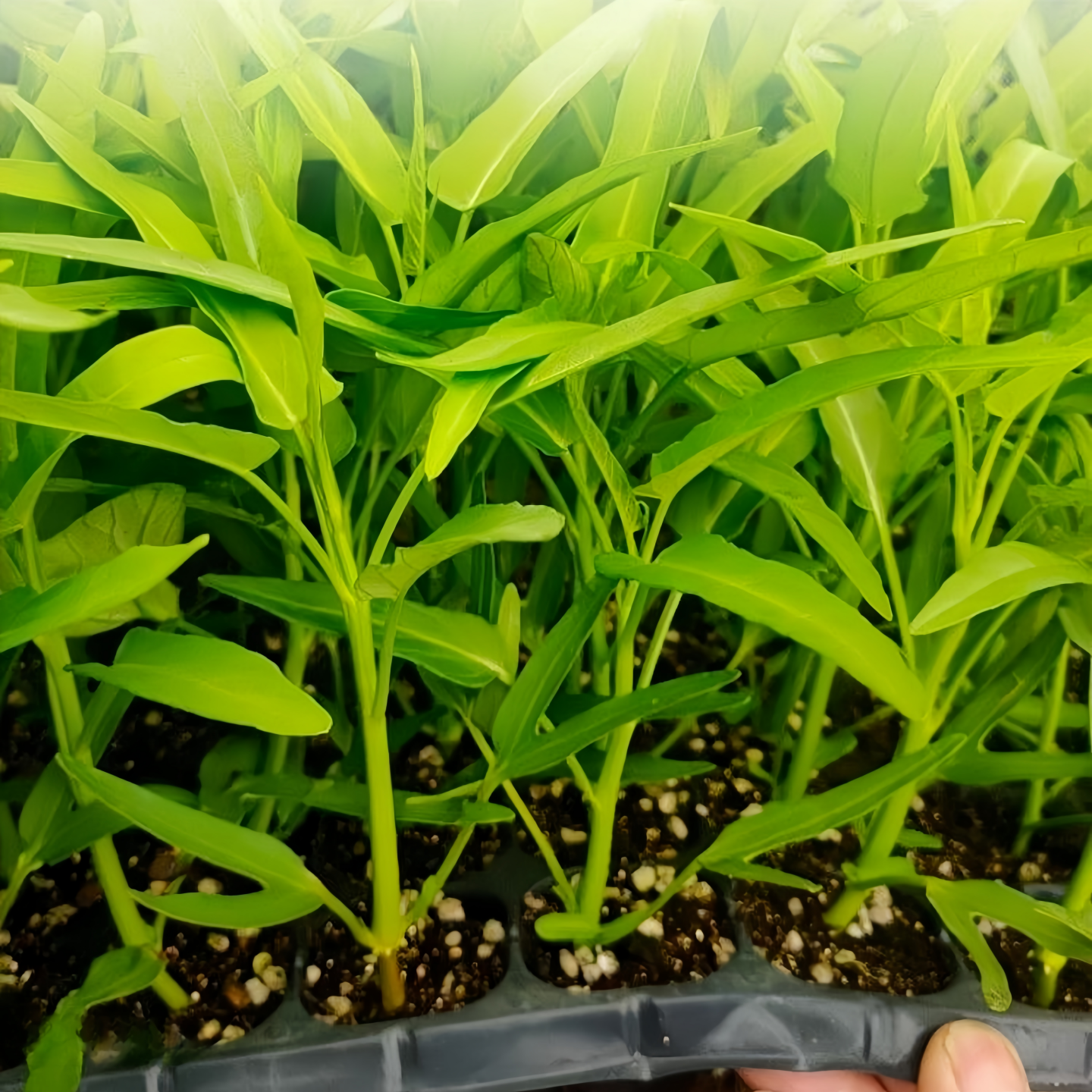 四季小叶空心菜苗种子秧苗菜苗高产多次采收南方阳台盆栽蔬菜种籽,淘宝优惠券,粉丝福利购,淘宝优惠卷