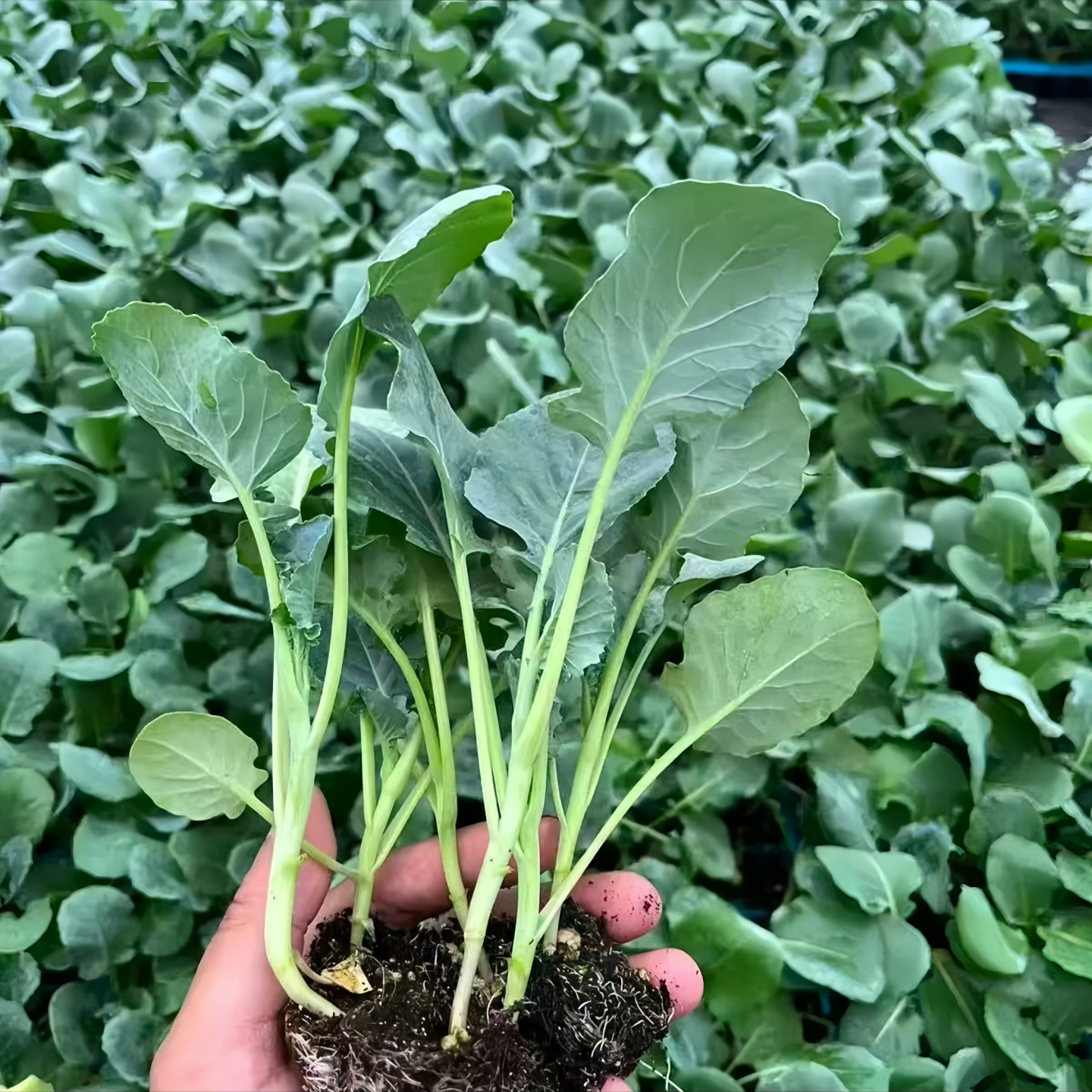 耐寒西兰花苗西蓝花苔菜秧苗青花菜苗种子籽秋冬季菜园庭院蔬菜苗 - 图3