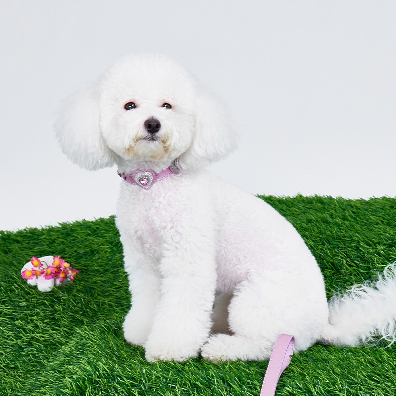 Call from Mars MarsMail pet collar traction rope large, medium and small dog walking rope cat neck collar necklace