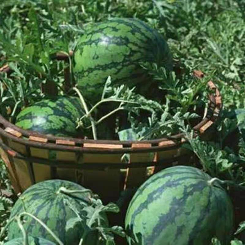 海南麒麟西瓜南汇三亚新鲜当季孕妇水果整箱脆甜西瓜现摘水果西瓜,淘宝优惠券,粉丝福利购,淘宝优惠卷