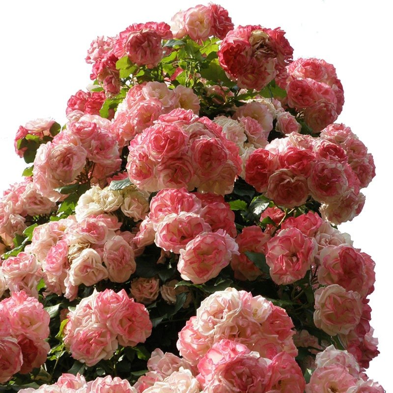 樱霞藤本月季花大苗四季阳台庭院爬藤爬墙花卉植物耐病耐热蔷薇苗,淘宝优惠券,粉丝福利购,淘宝优惠卷