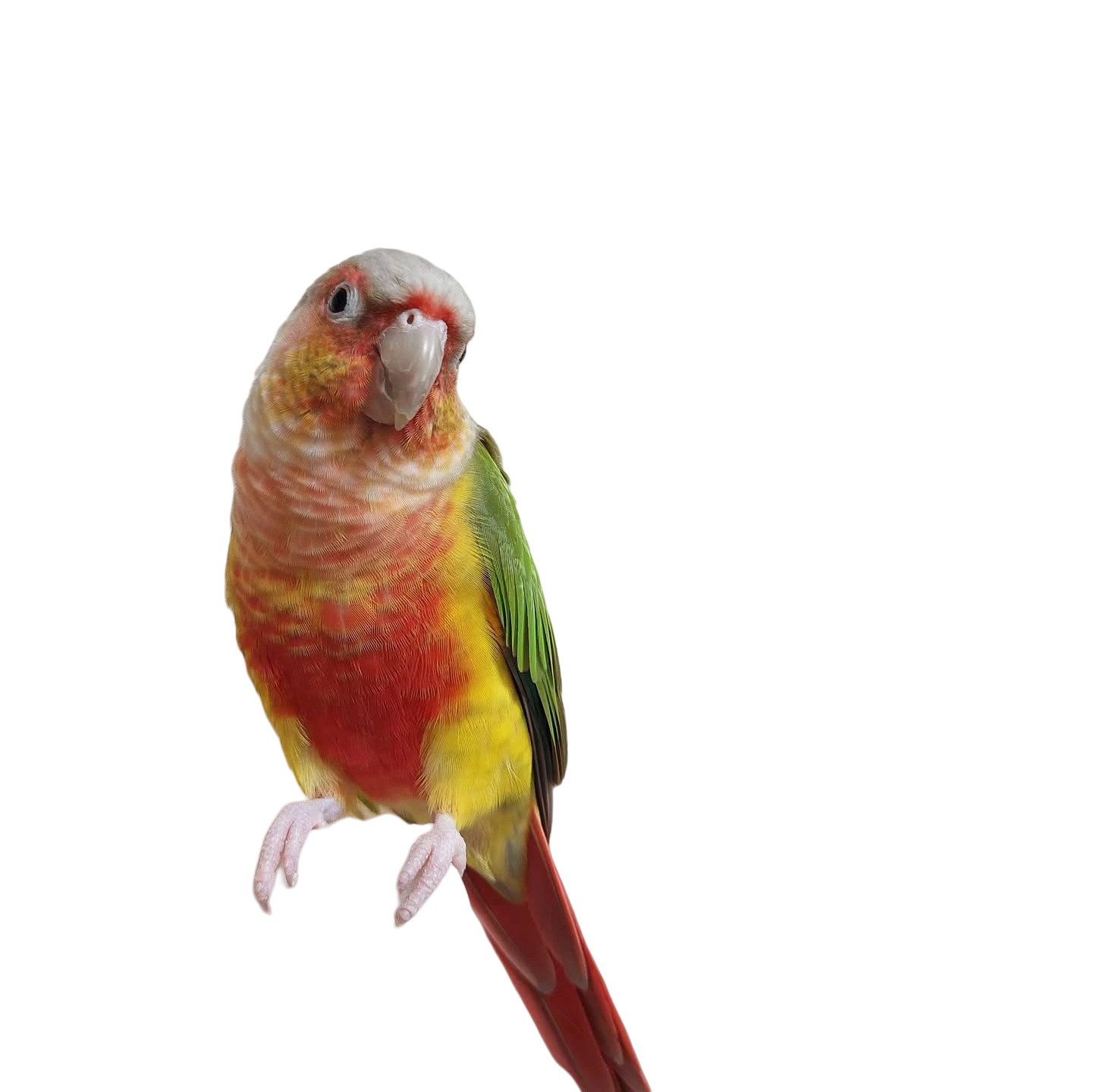 小太阳鹦鹉凤梨活鸟学说话手养亲人宠物活体小鸟宠物鸟类半毛雏鸟,淘宝优惠券,粉丝福利购,淘宝优惠卷