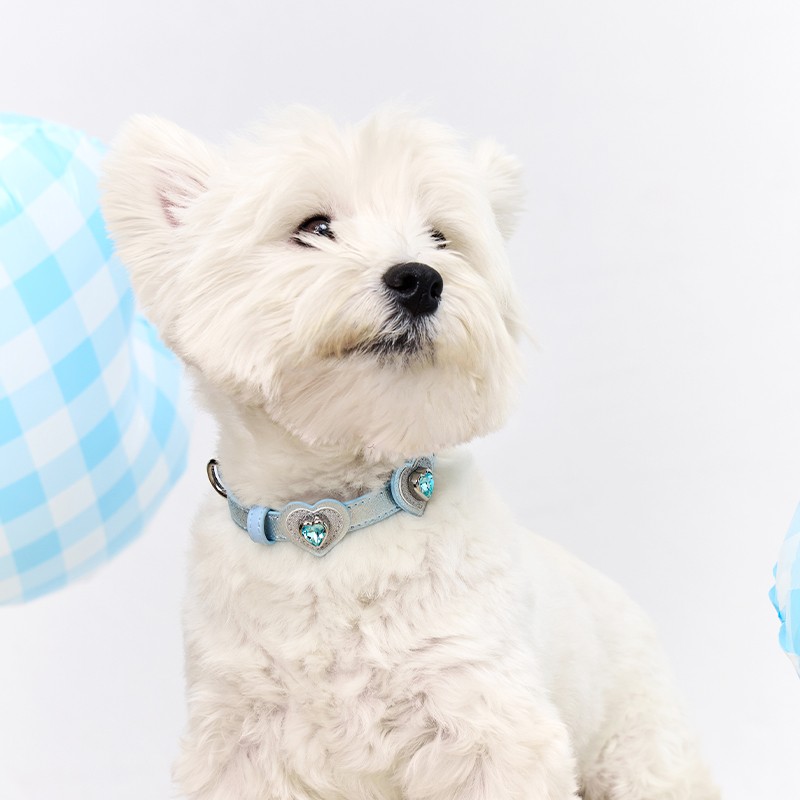 Call from Mars MarsMail pet collar traction rope large, medium and small dog walking rope cat neck collar necklace