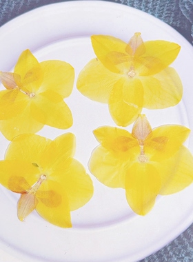 真花永生花蝴蝶兰压花标本