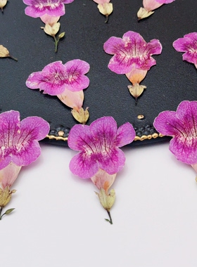 粉紫色凌霄花压花紫色带花柄干花押花画滴胶填充花材DIY手工材料