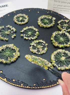 放射伞形大花葱种荚压花 独特圆形干花 押花画滴胶摆件填充花材
