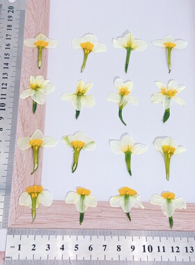 真花半剖压花水仙干花DIY材料