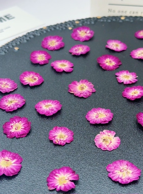 迷你重瓣小玫瑰压花标本深玫紫白心干花押花DIY滴胶耳环书签花材