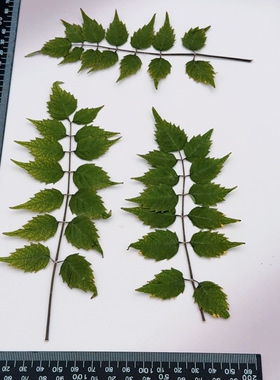 凌霄花叶压花标本复古棕红色喇叭花滴胶耳环手账装饰干花材料