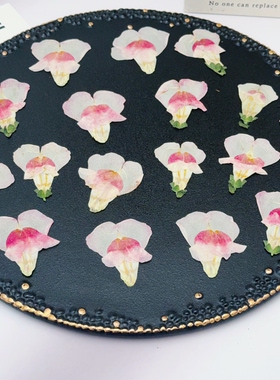 整朵金鱼草压花 天然压制干花 手工创作滴胶耳环书签压花画素材