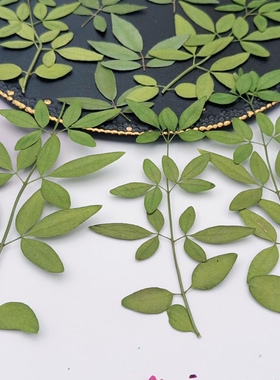 迎春花南木香枝叶压花标本绿色干枝叶押花DIY植物叶子手工材料