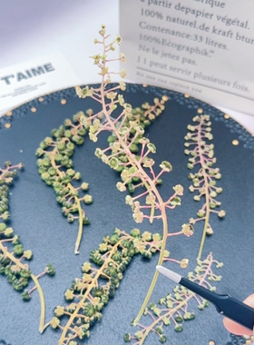 商陆果穗压花标本绿色扁果干花穗天然植物DIY滴胶耳环压花材料