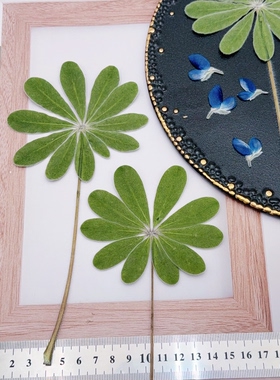 蓝色鲁冰花花瓣干花 天然蝴蝶状真花 滴胶杯垫/台灯/饰品DIY素材