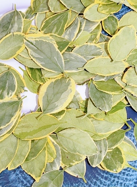 金边冬青黄杨压花干花片材
