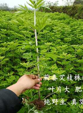 艾叶艾草/野生艾草500g 蕲艾叶泡脚包三年陈艾叶泡澡湖北蕲春艾条