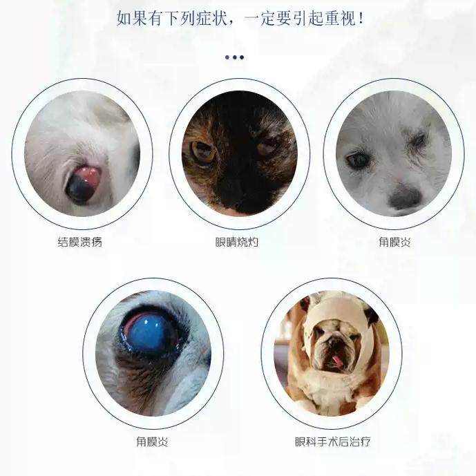 舒酶捷犬猫眼结膜角膜炎宠物通用角膜炎猫鼻支滴眼眼用凝胶,淘宝优惠券,粉丝福利购,淘宝优惠卷