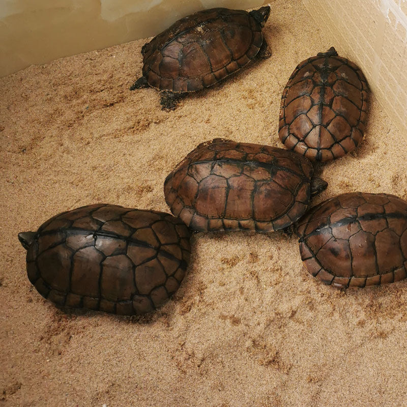 过筛网细腻爬宠物猫便乌龟沙子产蛋沙冬眠孵化砂底缸造景专用无菌,淘宝优惠券,粉丝福利购,淘宝优惠卷