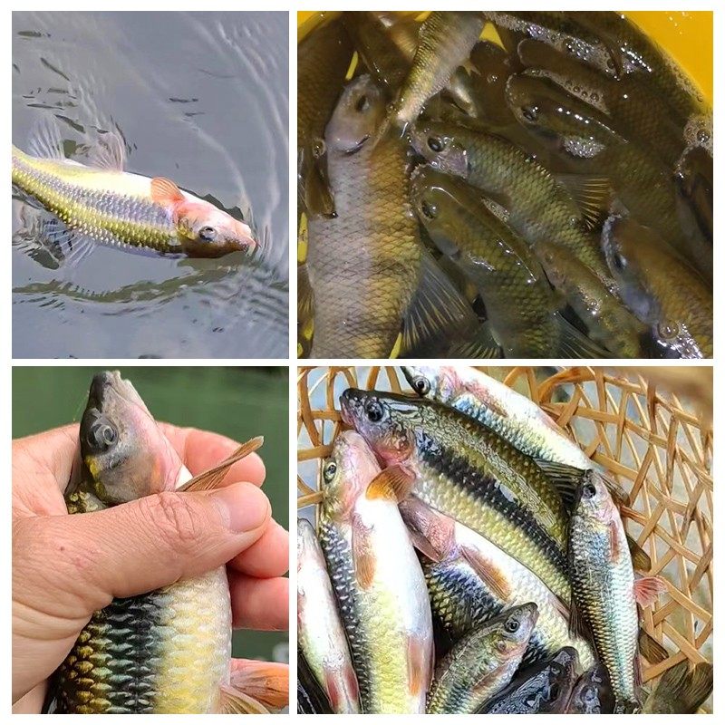 渔丰八方石斑花腰赤尾青龙棒雅鱼马口溪哥窝料快速聚鱼四季通用,淘宝优惠券,粉丝福利购,淘宝优惠卷