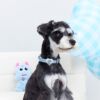 Call from Mars MarsMail pet collar traction rope large, medium and small dog walking rope cat neck collar necklace