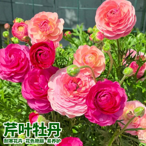 洋牡丹盆栽带花苞室内好养鲜切花花毛茛室内外庭院盆栽花卉绿植物 - 图0