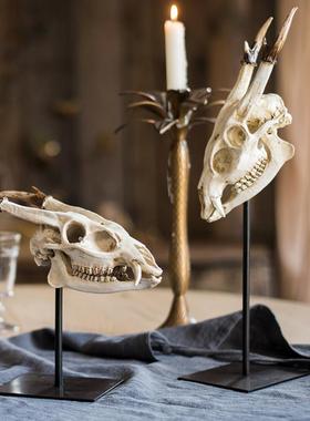 掬涵 幼角龙头骨树脂摆件史前化石书房桌面装饰设计师风格陈列