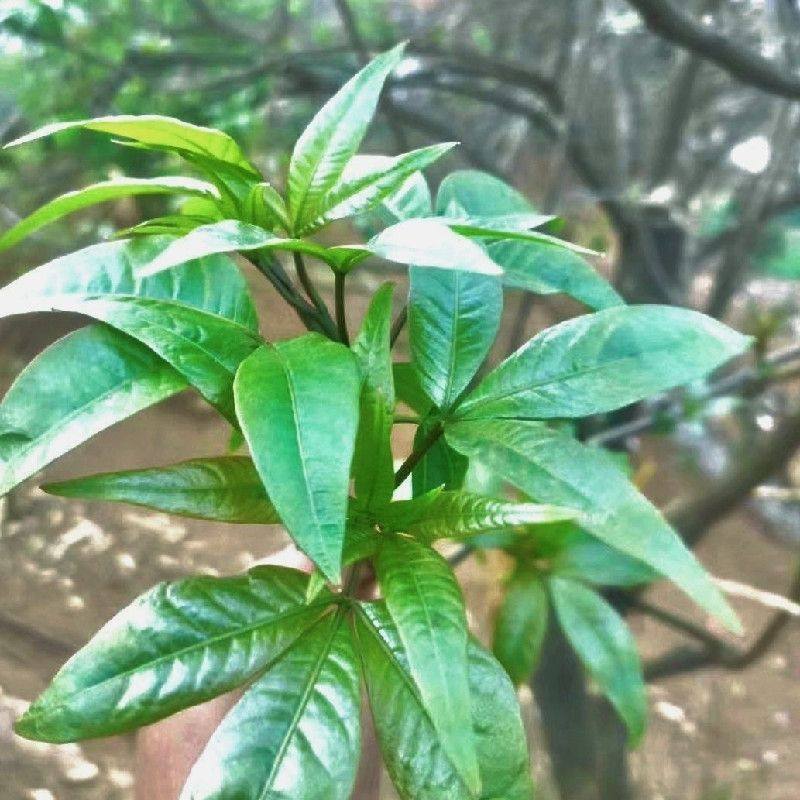 帕贡菜云南特产傣族泡野菜树头菜帕棍菜德宏芒市腌怕控佤族鸡爪菜,淘宝优惠券,粉丝福利购,淘宝优惠卷