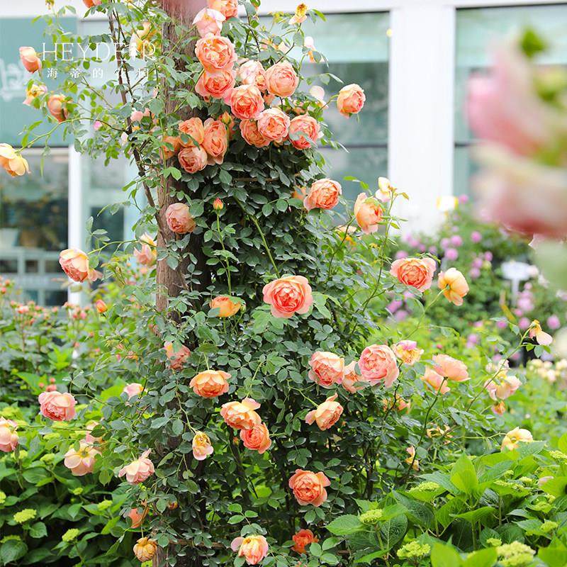 海蒂的花园夏洛特夫人英国奥斯汀藤本月季露台庭院花卉植物盆栽苗,淘宝优惠券,粉丝福利购,淘宝优惠卷
