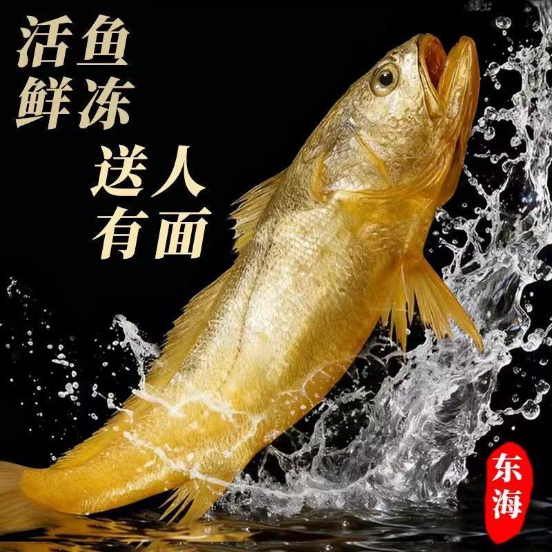 特大号黄花鱼深海新鲜冷冻官方旗舰店舟山冰鲜生鲜宁德整箱礼盒装,淘宝优惠券,粉丝福利购,淘宝优惠卷