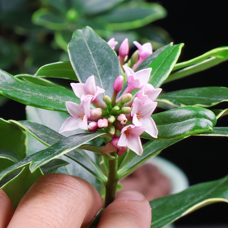金边瑞香盆栽带盆含花苞室内外观赏植物易养护耐寒春节开花年宵花,淘宝优惠券,粉丝福利购,淘宝优惠卷