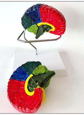 人体脑模型 脑色分功能区分模型 脑解剖 脑构造 脑血管脑教具