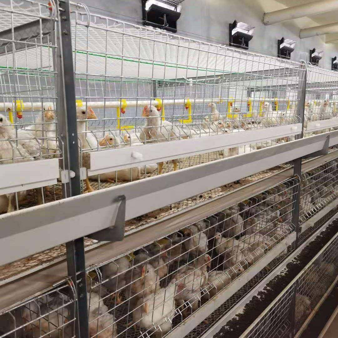 自动化养鸡设备大型养殖鸡舍肉鸡笼投喂养殖镀锌笼阶梯式养鸡设备,淘宝优惠券,粉丝福利购,淘宝优惠卷
