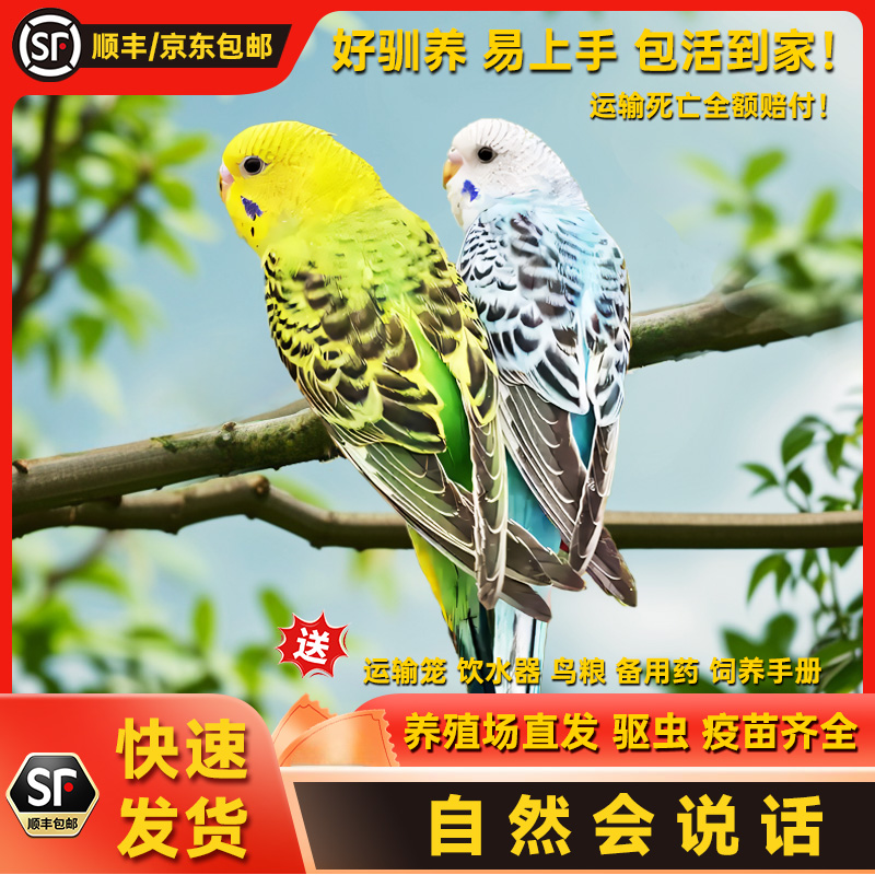 鹦鹉活鸟虎皮鹦鹉鸟类小鸟会学说话的鸟手养宠物小型鹦鹉一公一母