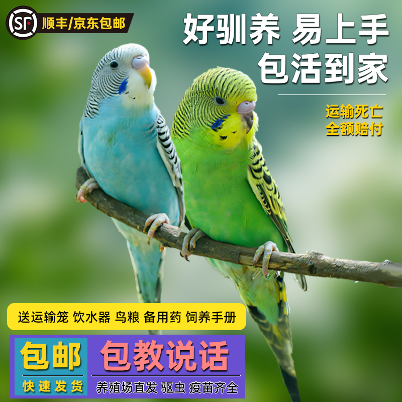 鹦鹉活鸟虎皮鹦鹉鸟类小鸟会学说话的鸟手养宠物小型鹦鹉一公一母
