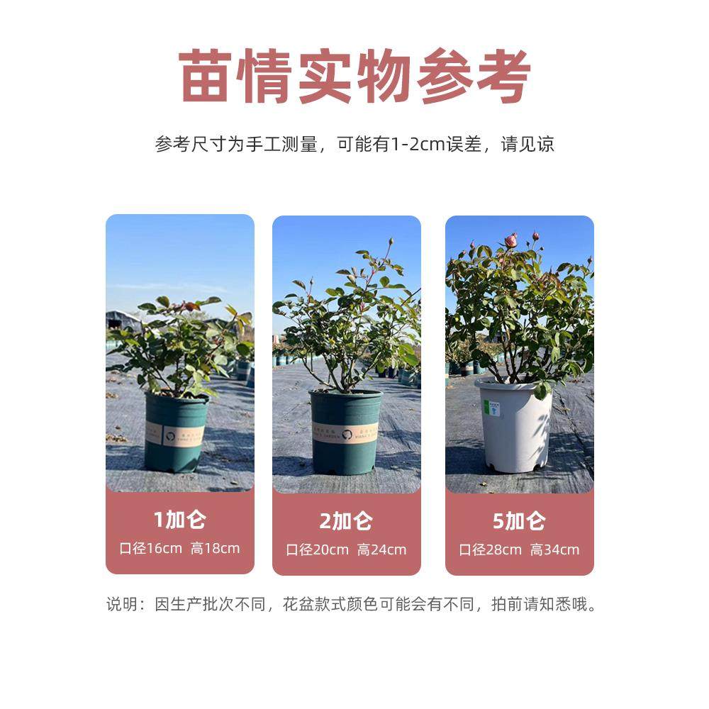 蜜桃雪山月季高档香槟玫瑰多季开花阳台盆栽户外庭院地栽灌木花卉,淘宝优惠券,粉丝福利购,淘宝优惠卷