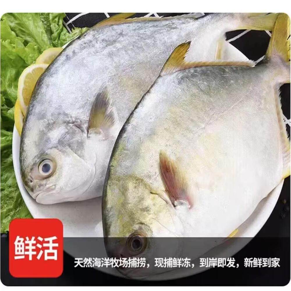 金鲳鱼超大特大新鲜冷冻湛江鲜活新货平鱼鲳鳊鱼大金昌鱼海鲜水产,淘宝优惠券,粉丝福利购,淘宝优惠卷