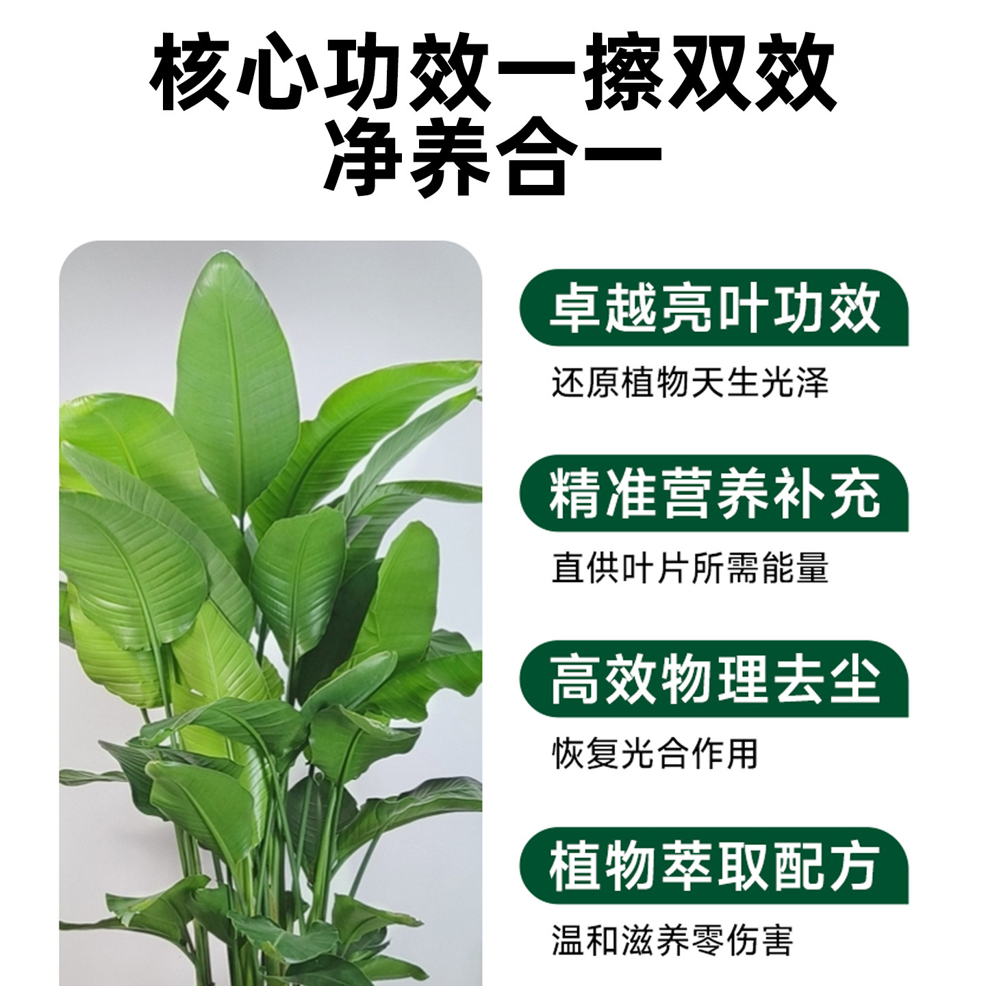 绿植物营养巾通用除污亮叶面除尘家居清洁