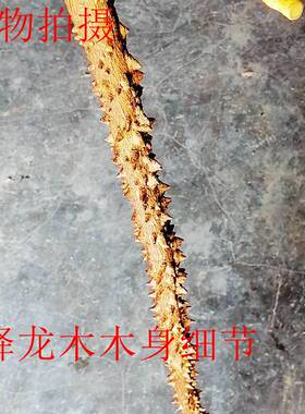 降龙木拐杖原木拄棍老人拐棍扶手棍实木手杖直杖把玩镇宅玄关摆件