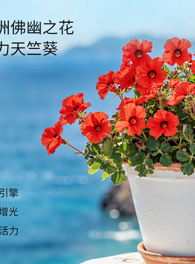 APoEM安诗悦天竺葵焕采面部精华