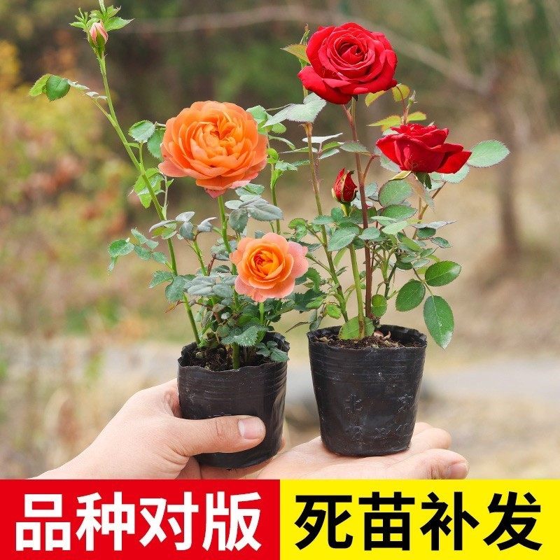 月季花苗四季花卉带花苞特大花卉爬藤小苗室内外阳台盆栽蔷薇玫瑰,淘宝优惠券,粉丝福利购,淘宝优惠卷