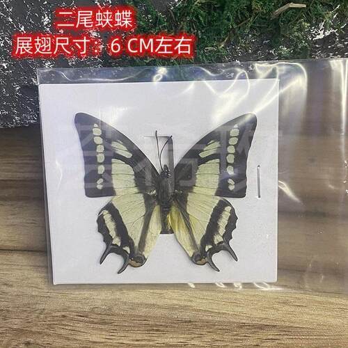 真蝴蝶标本展翅各种原蝶杂蝶绿带翠凤蝶雅灰蝶昆虫甲虫幼儿垒德株 - 图1