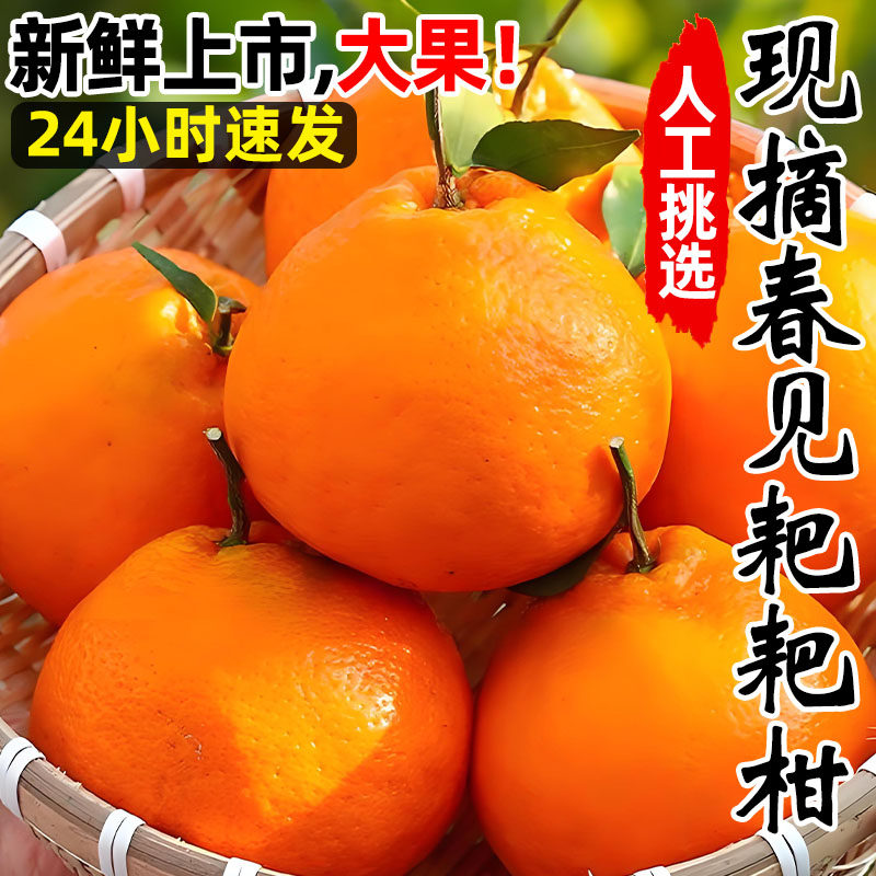 四川春见耙耙柑粑粑柑10斤新鲜水果橘子当季整箱杷杷柑丑桔子包邮,淘宝优惠券,粉丝福利购,淘宝优惠卷