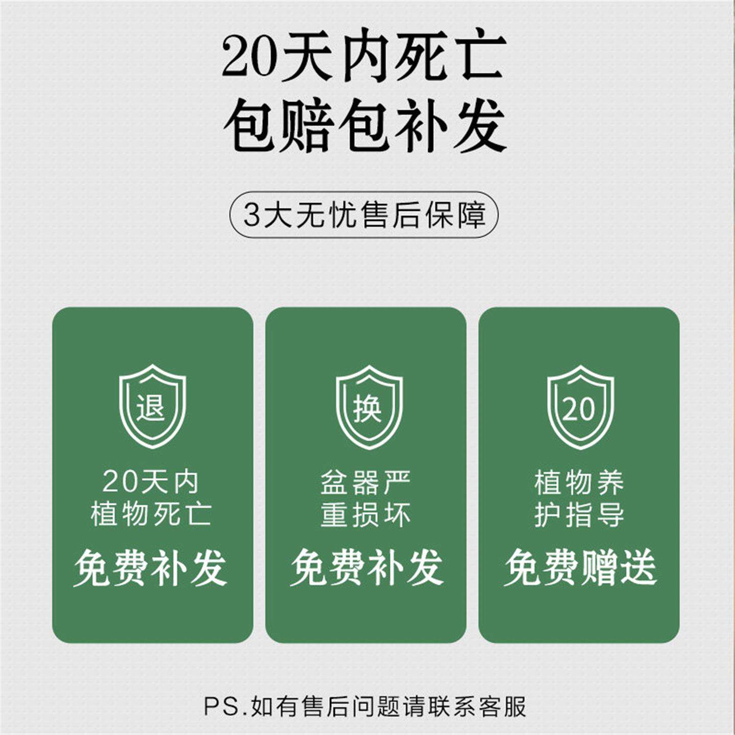 文竹盆栽植物室内花卉盆景客厅办公室桌面禅意小绿植好养四季常青,淘宝优惠券,粉丝福利购,淘宝优惠卷