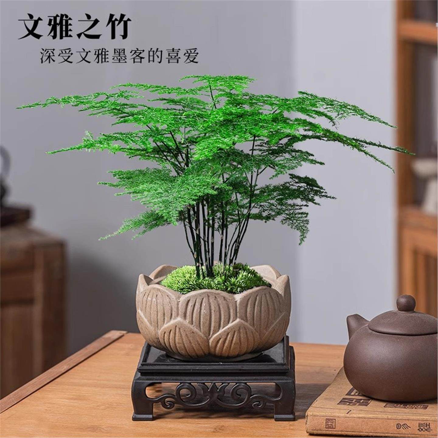 文竹水培植物竹子附石假山盆栽懒人水培好养绿植室内吸水石盆景,淘宝优惠券,粉丝福利购,淘宝优惠卷