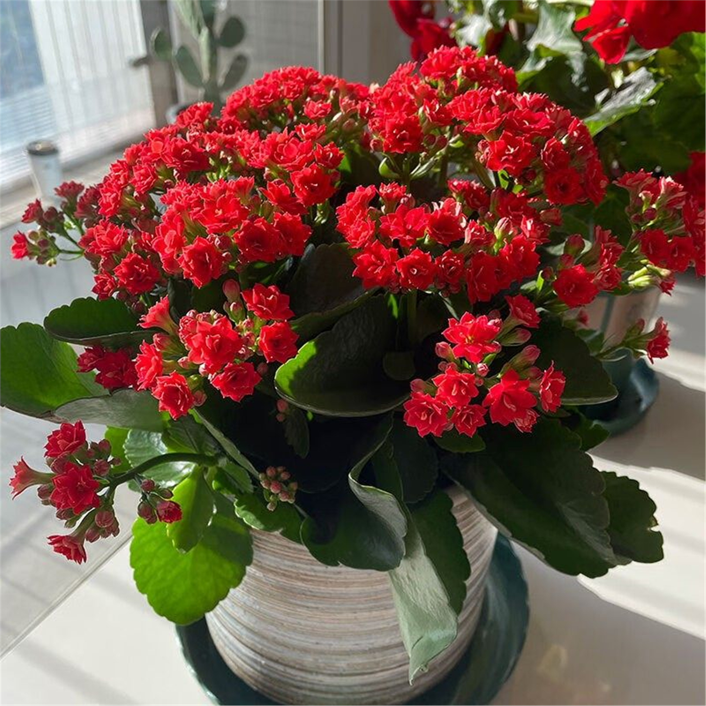 长寿花盆栽重瓣大花带花苞花苗室内开花多肉好养花卉植物鲜花绿植,淘宝优惠券,粉丝福利购,淘宝优惠卷