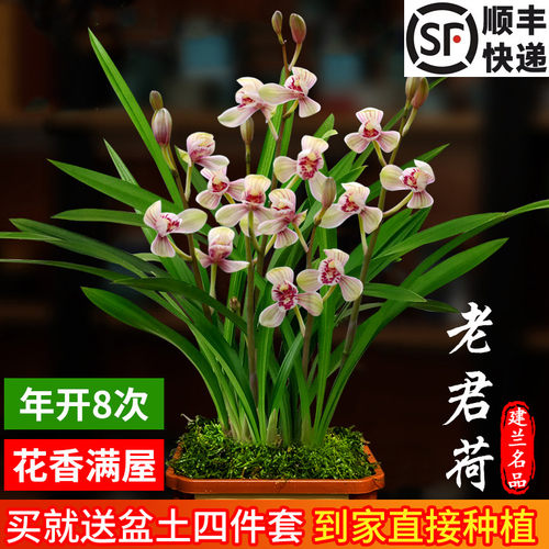 名贵兰花苗浓香型【大将军】建兰室内盆栽四季兰花卉阳台绿 - 图1