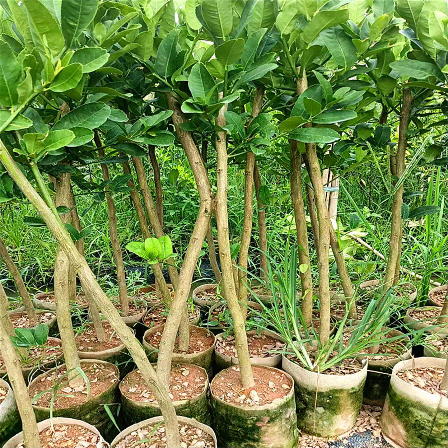 佛手柑盆栽带叶金华佛手树苗瓜苗盆景可食用植物阳台庭院花卉绿植,淘宝优惠券,粉丝福利购,淘宝优惠卷